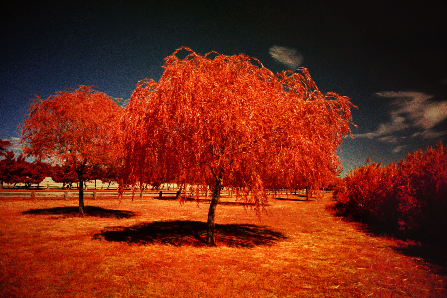 12_Infrared_Trees