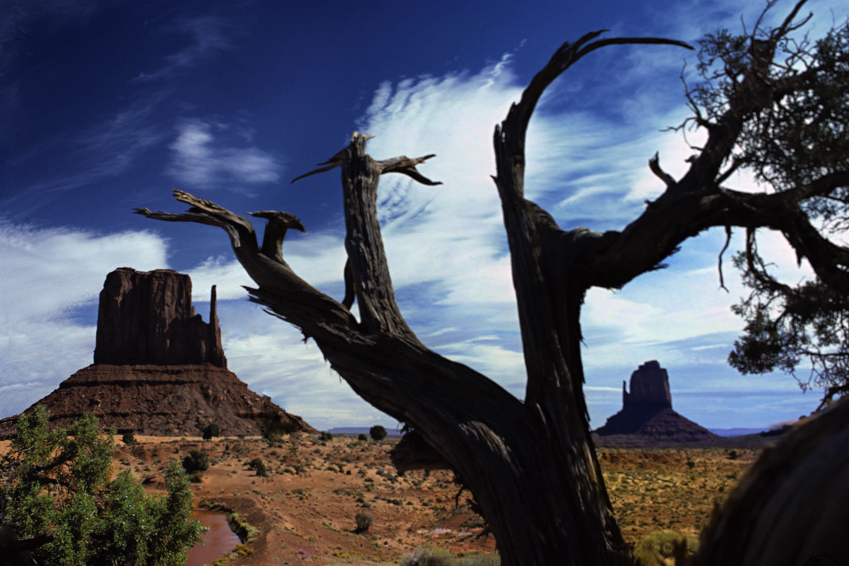 12_Monument_Valley_Tree